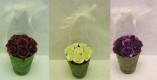 Cream, Dark Purple, Light Orchid Pink