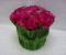 Fuschia Fuschia